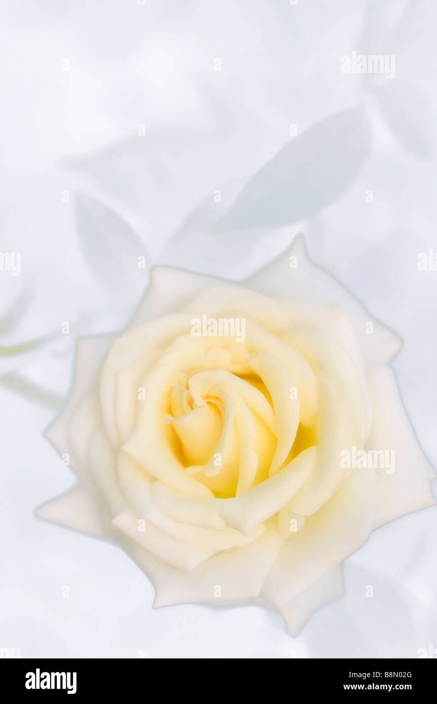 Light Yellow Elina Hybrid Tea Rose Flower, White Background Stock Photo ...