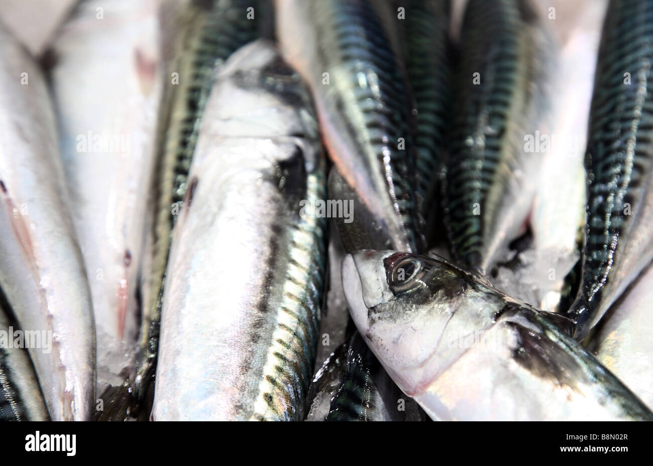 mackerel at market Stock Photo Alamy