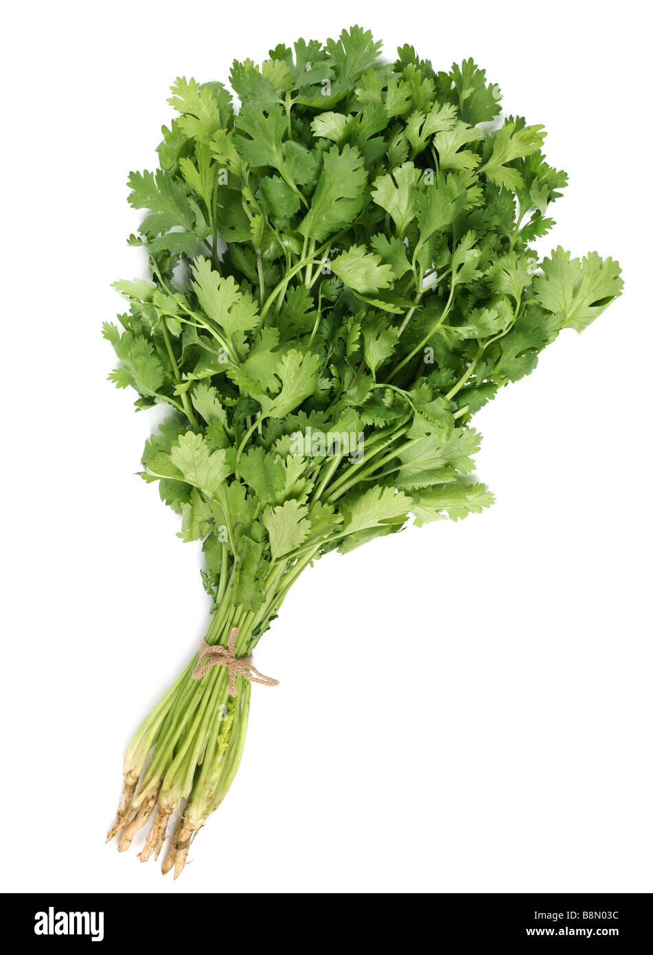 Fresh bunch coriander leaf spice on white Stock Photo Alamy