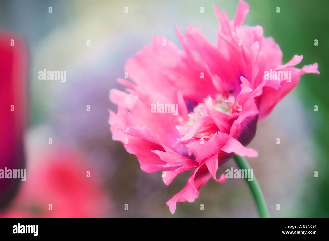 Pink Peony Poppy Flower, Soft Green Blue Background Stock Photo - Alamy