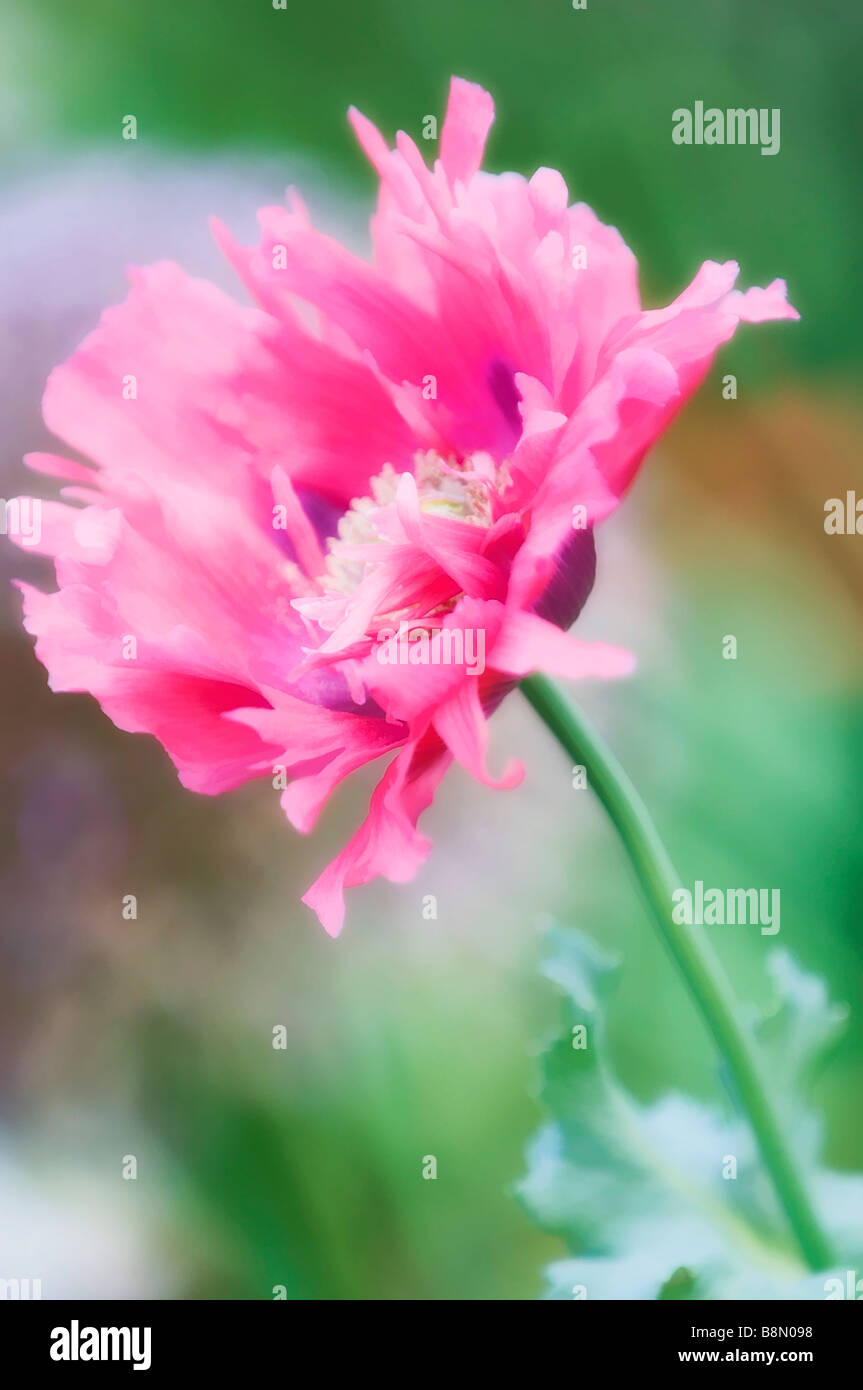 Pink Peony Poppy Flower, Soft Green Blue Background Stock Photo - Alamy