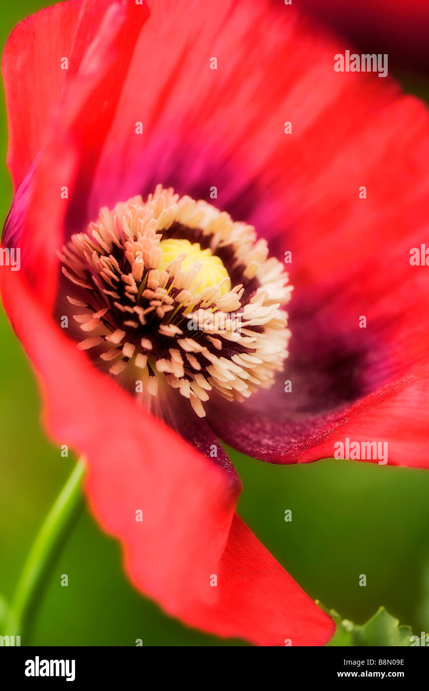 A Close-up of Red Peony Poppy Flower, Soft Green Background Stock Photo ...