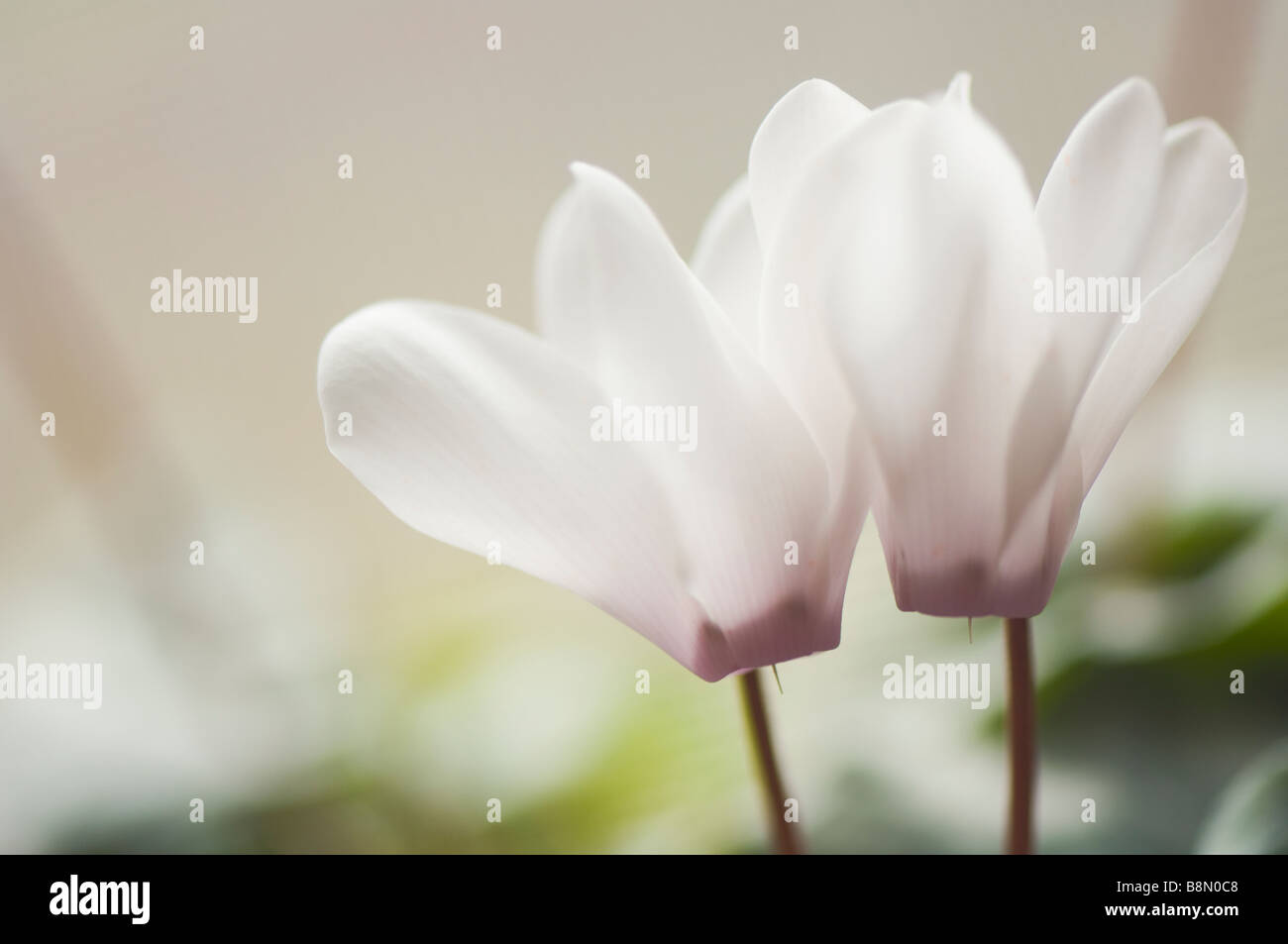 Two White Cyclamen Flowers Touching Stock Photo