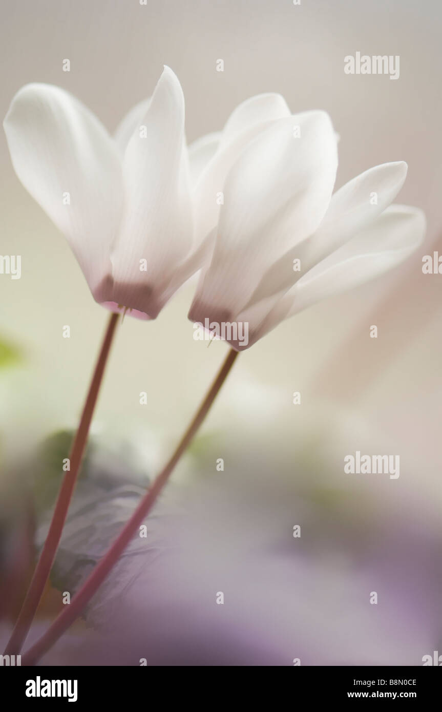 White Cyclamen Flower Duo Stock Photo
