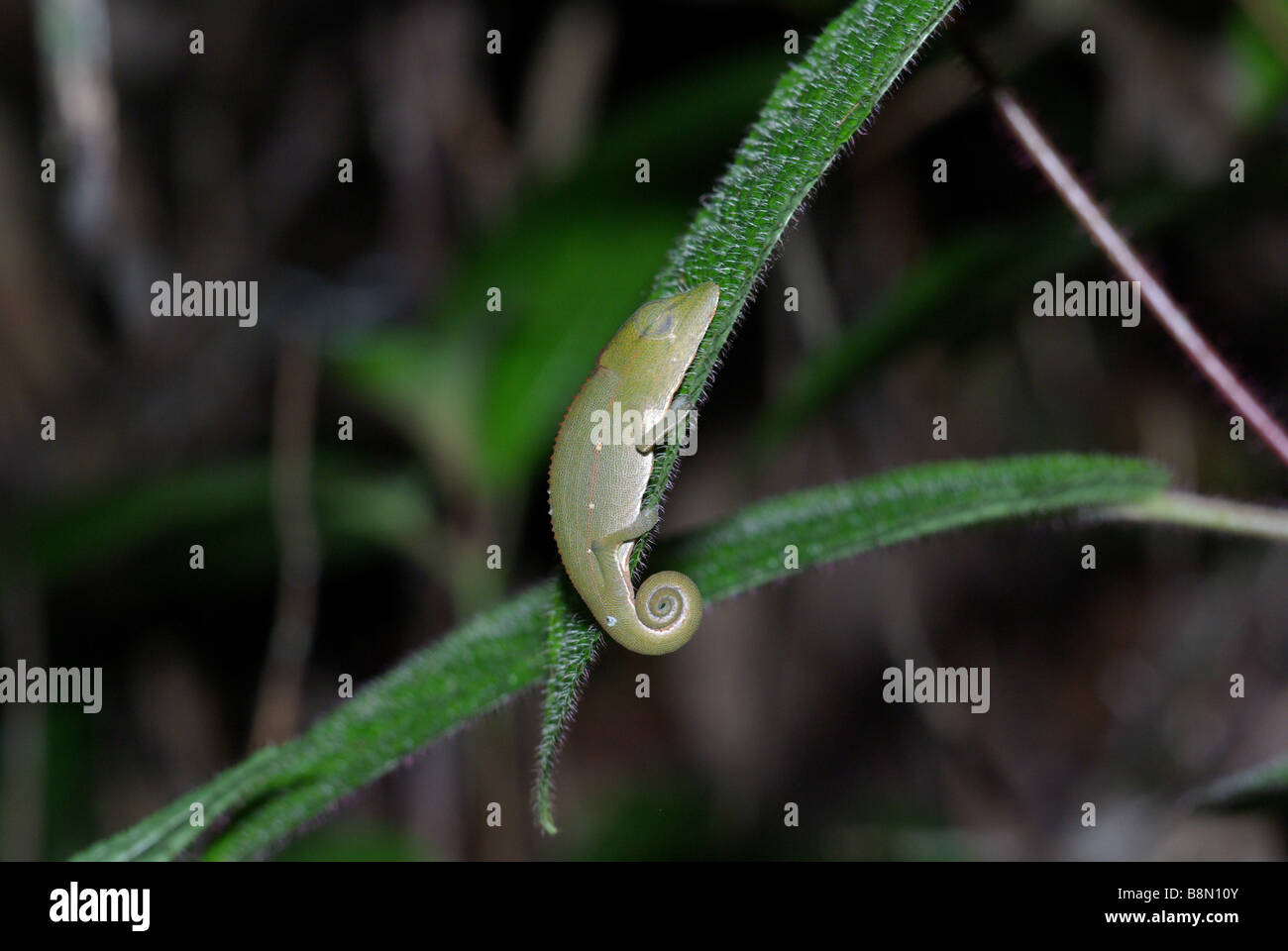 Juvenile Short-nosed Chameleon sleeping on a leaf at night in Analamazaotra Special Reserve (Perinet), Madagascar. Stock Photo