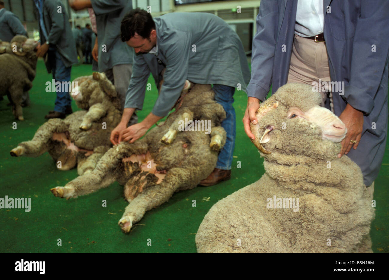 Fleece and Merino Sheep Show Sydney Royal Easter Show New South Wales Australia Stock Photo - Alamy