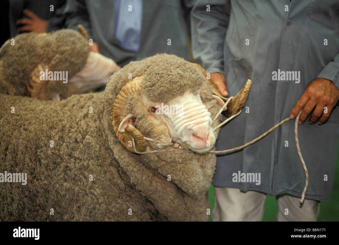 Fleece and Merino Sheep Show Sydney Royal Easter Show New South Wales 