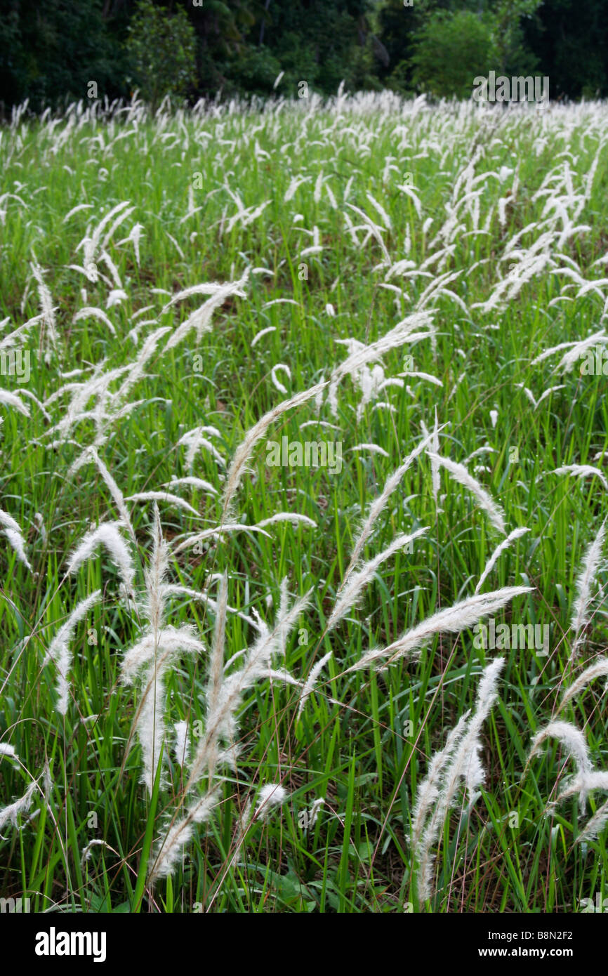 Rhizomatous Grass Imperata Cylindrica Known As Cogon Grass Us Blady Grass Australia Or Lalang Malaysia Stock Photo Alamy