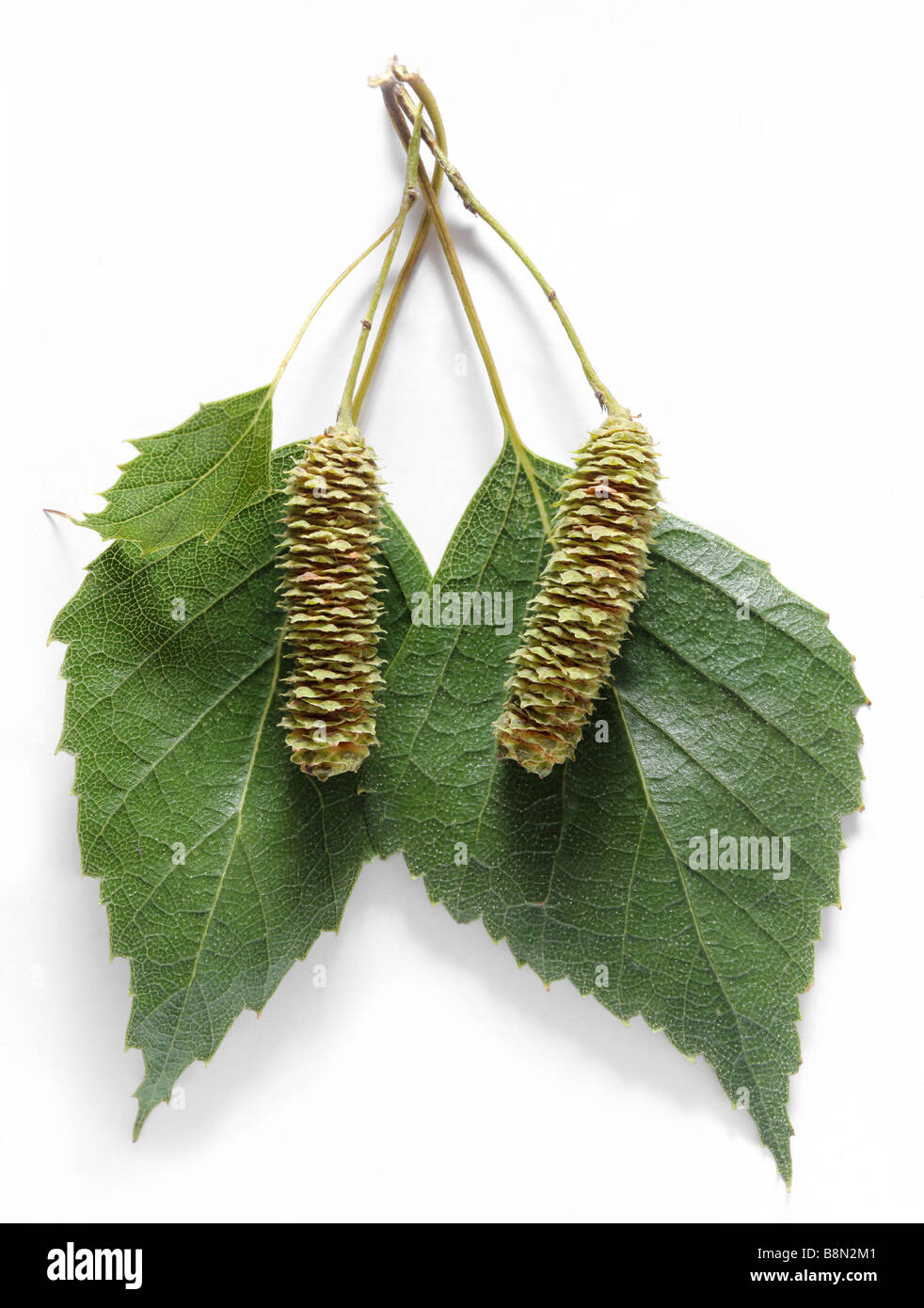 Плоды и семена березы. Береза лист и плод. Бруньки березовые бруньки. Береза бородавчатая семена. Береза бородавчатая листья.