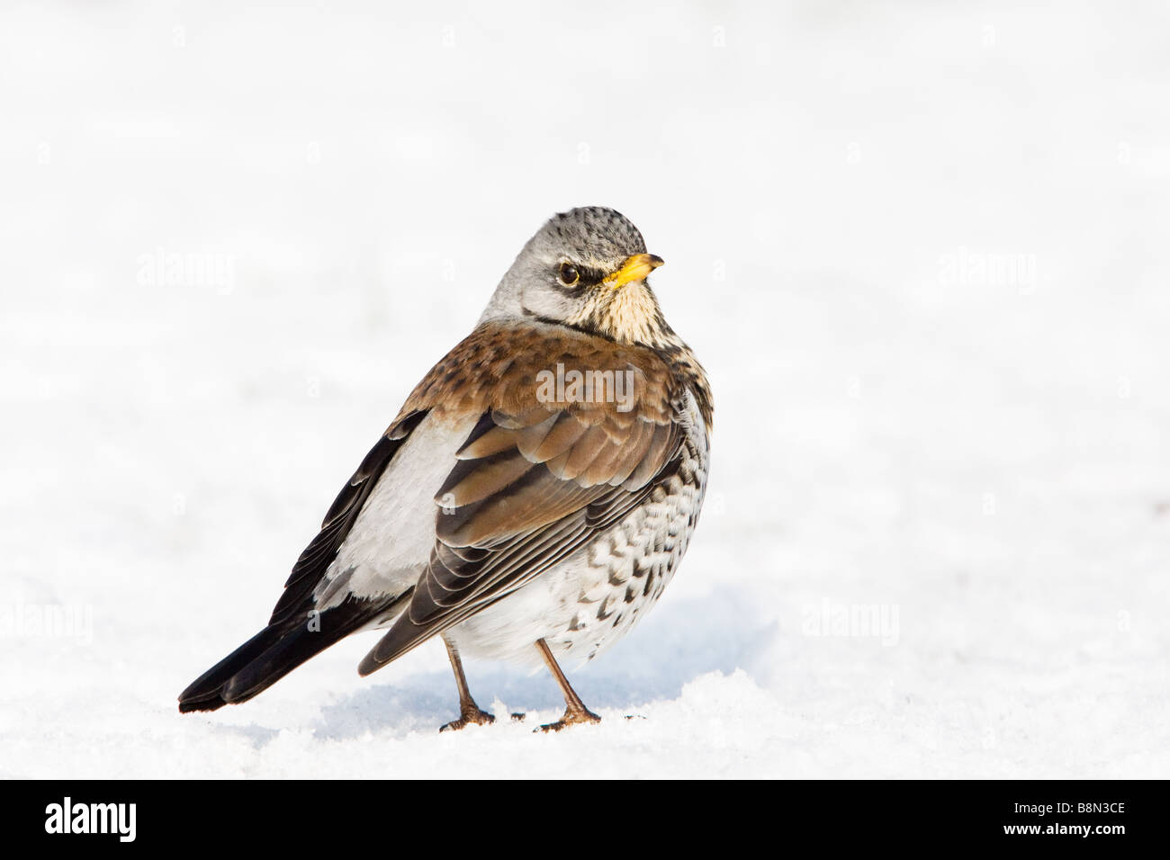 Fieldfare Turdus pilaris adult bird perched on the snow covered ground with wings drooped Stock Photo