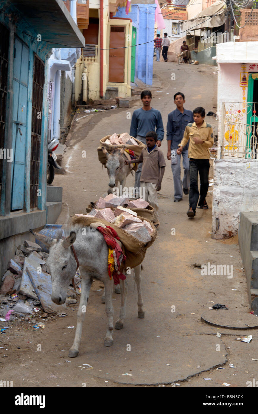 three indian boys and local transport on mules or donkeys in the back streets of the old town with brahmin blue painted houses Stock Photo