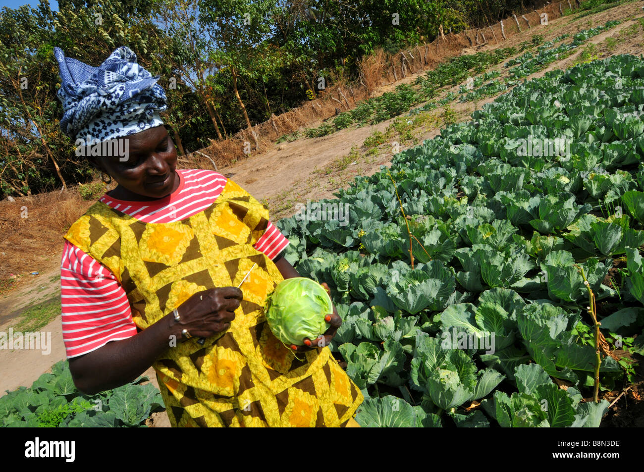 Woman tending to her crops, The Gambia, West Africa Stock Photo