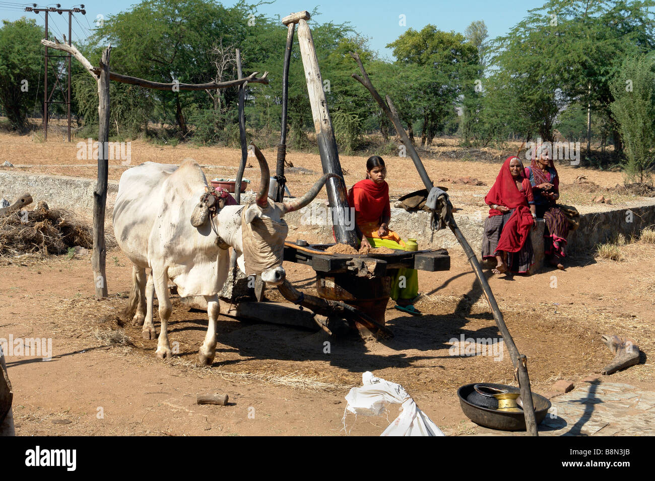 indian women and traditional ox powered grain grinding or milling machine in rural rajasthan Stock Photo