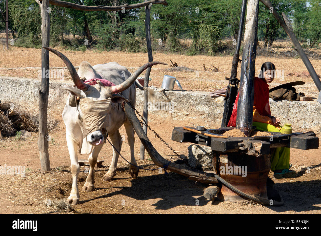 traditional indian agriculture oxen powered grain grinding milling machine Stock Photo