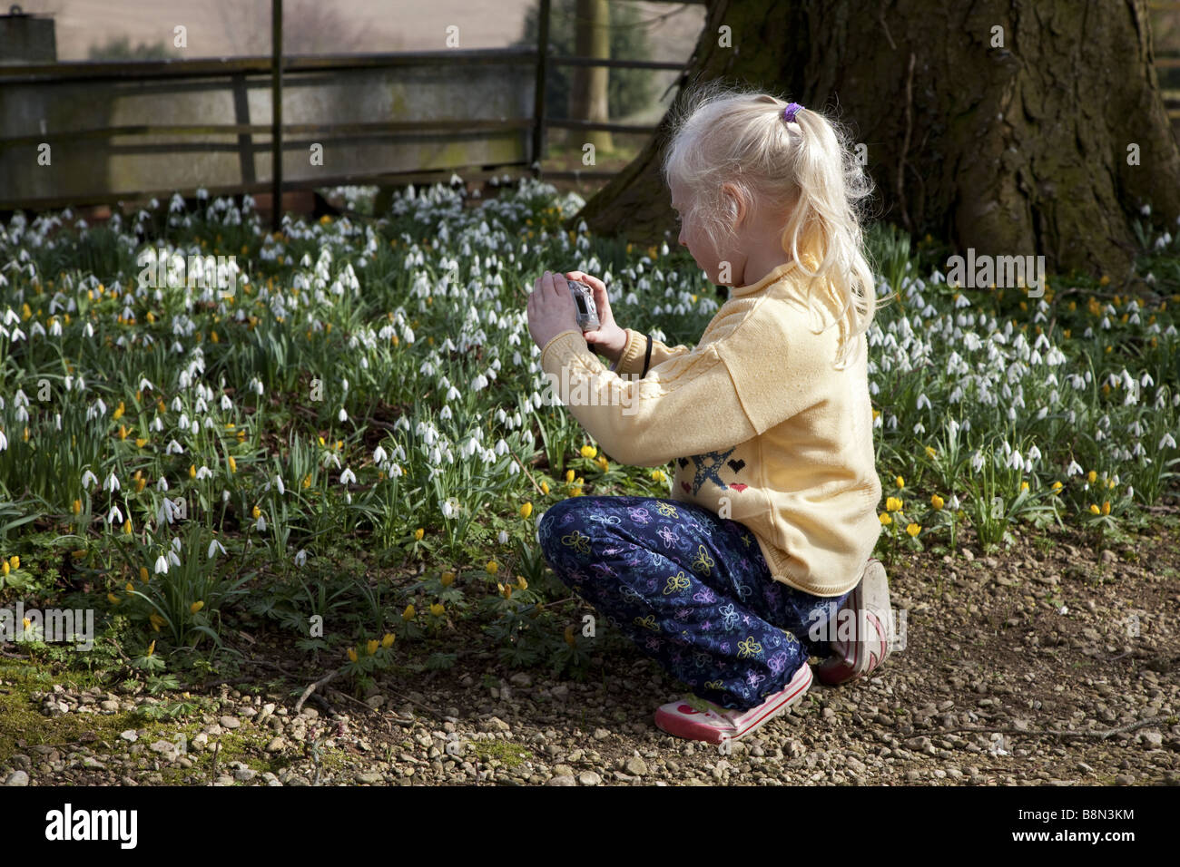 Young blonde haired girl taking a photo of common snowdrops on a spring morning. Stock Photo