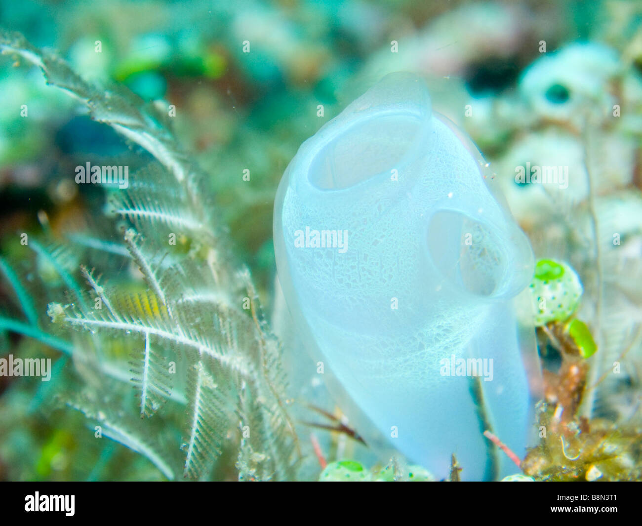 Blue tunicates.  Muck diving in Lembeh Straits, North Sulawesi, Indonesia. Stock Photo