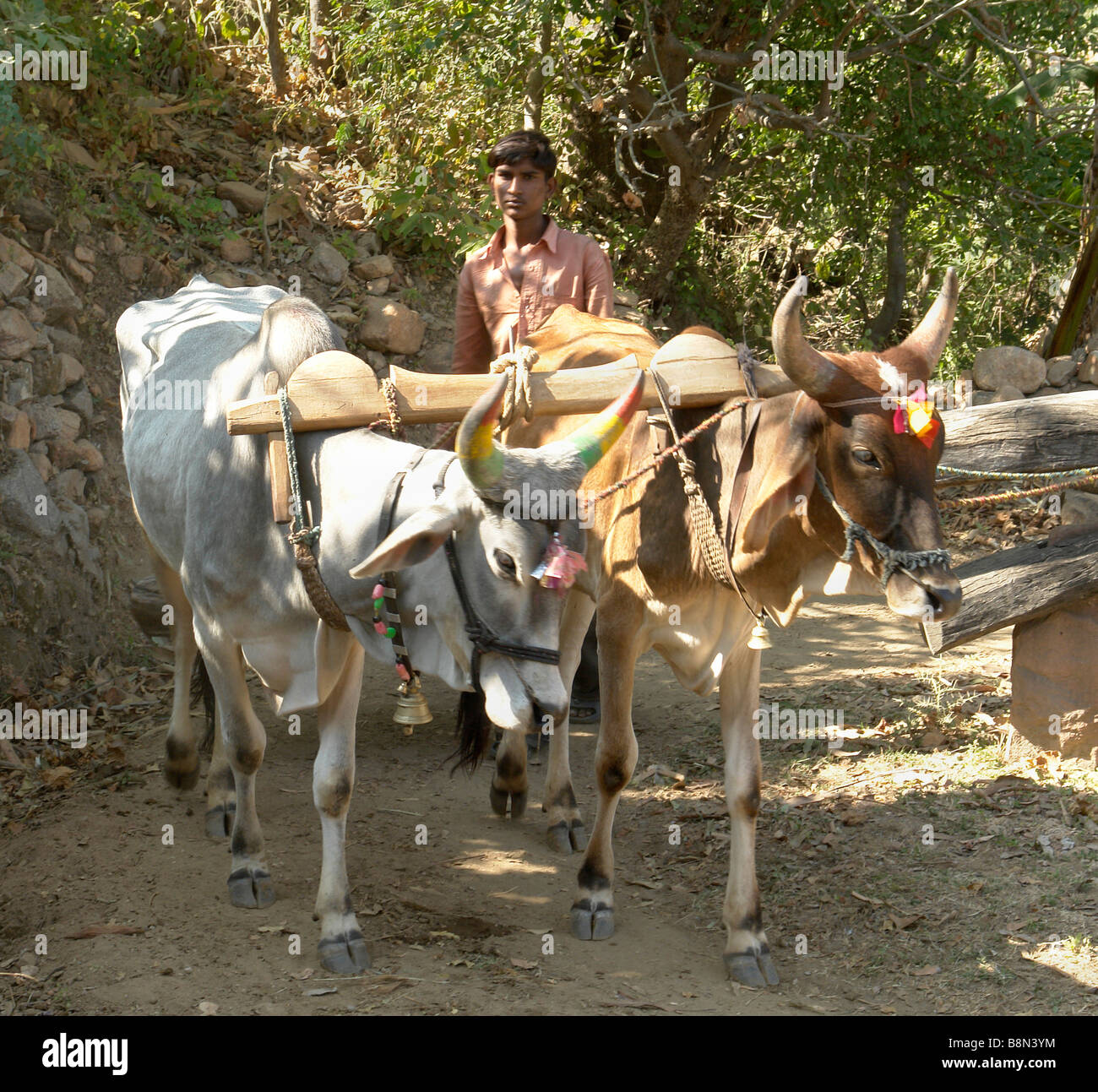 traditional indian cattle used to grind corn Stock Photo Alamy