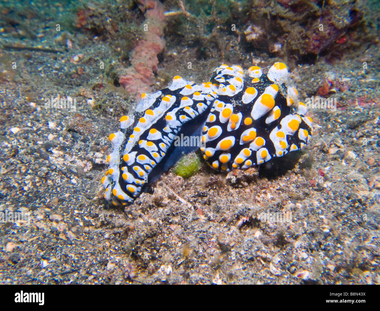 Nudibranchs or sea slugs.  Muck diving in Lembeh Straits, North Sulawesi, Indonesia. Stock Photo