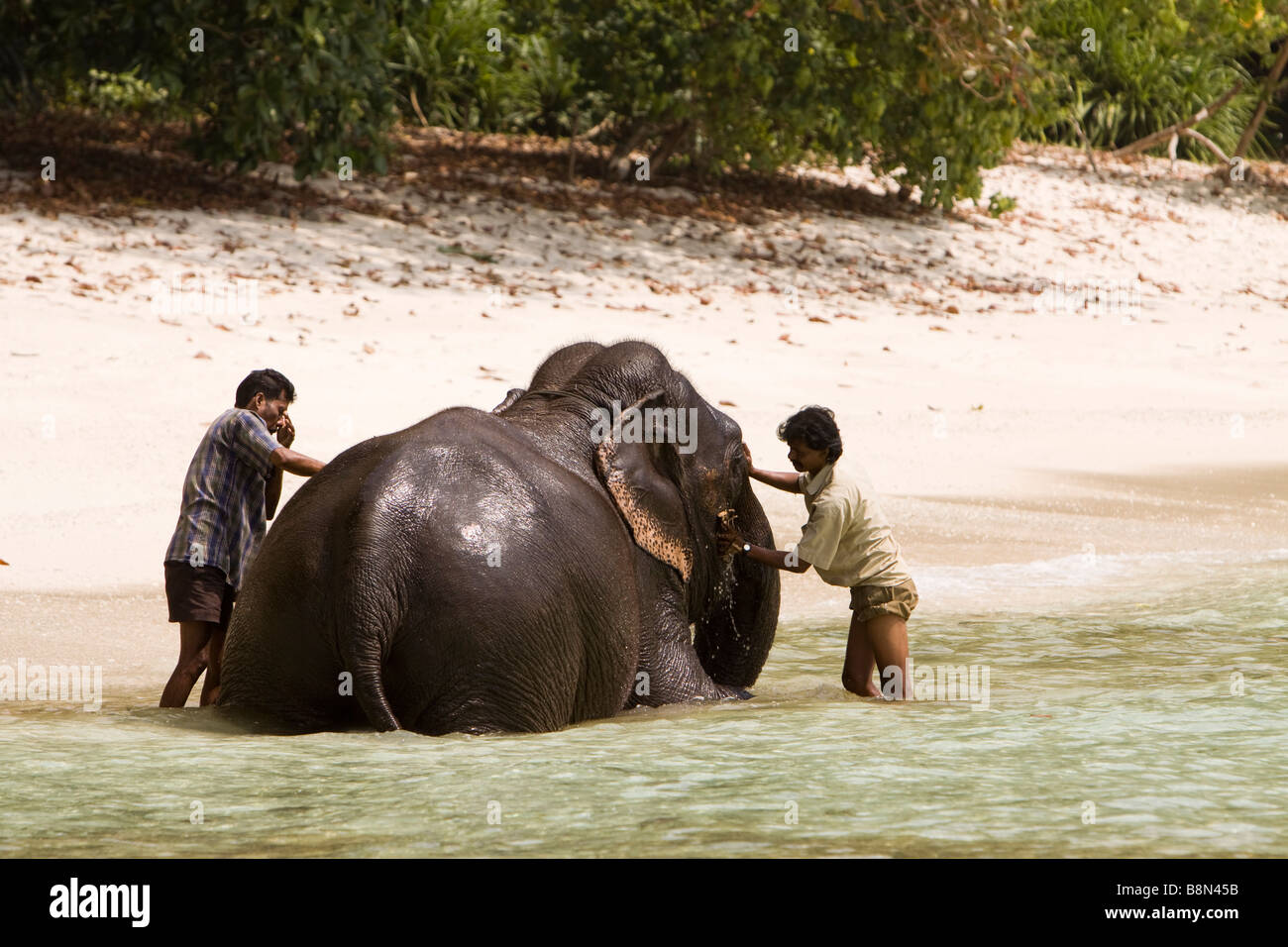 India Andaman and Nicobar Havelock island two mahouts washing elephant in the sea Stock Photo