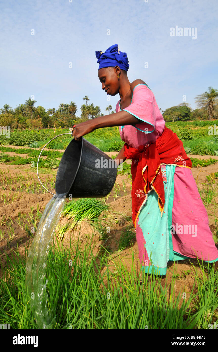 Woman watering her crops, The Gambia, West Africa Stock Photo