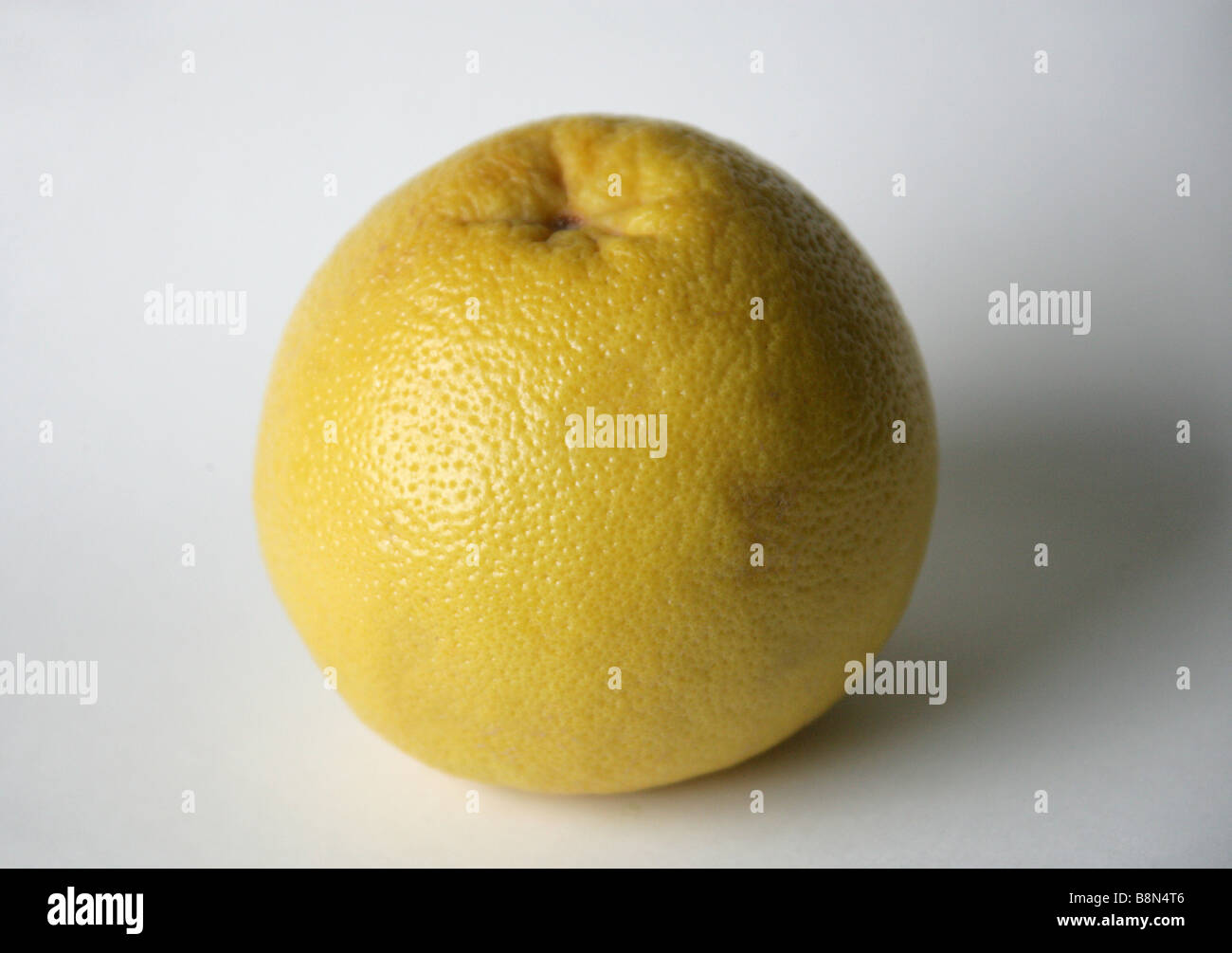 Grapefruit, Citrus × paradisi, Rutaceae Stock Photo