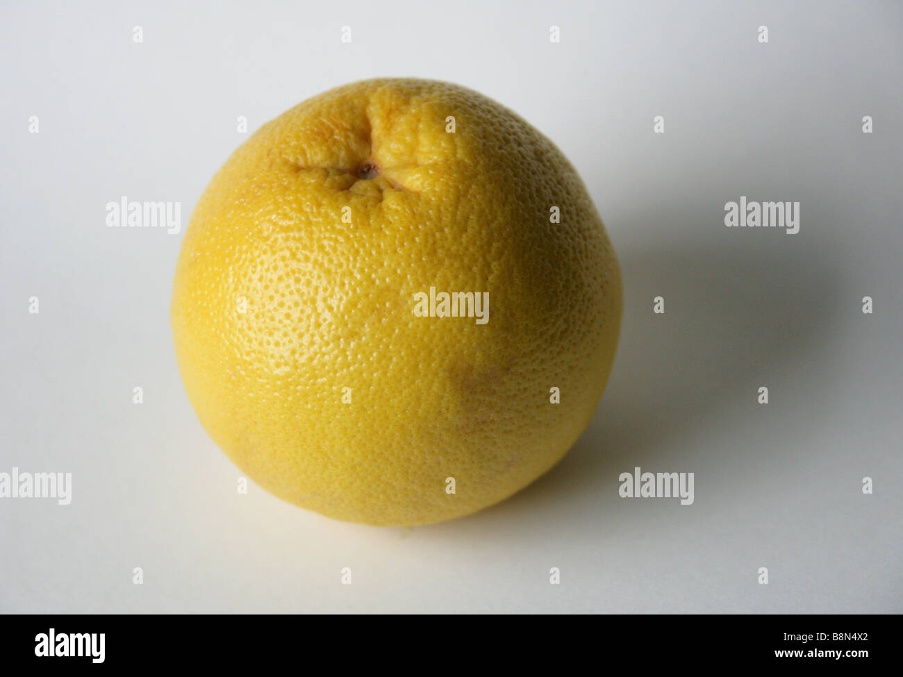 Grapefruit, Citrus × paradisi, Rutaceae Stock Photo Alamy