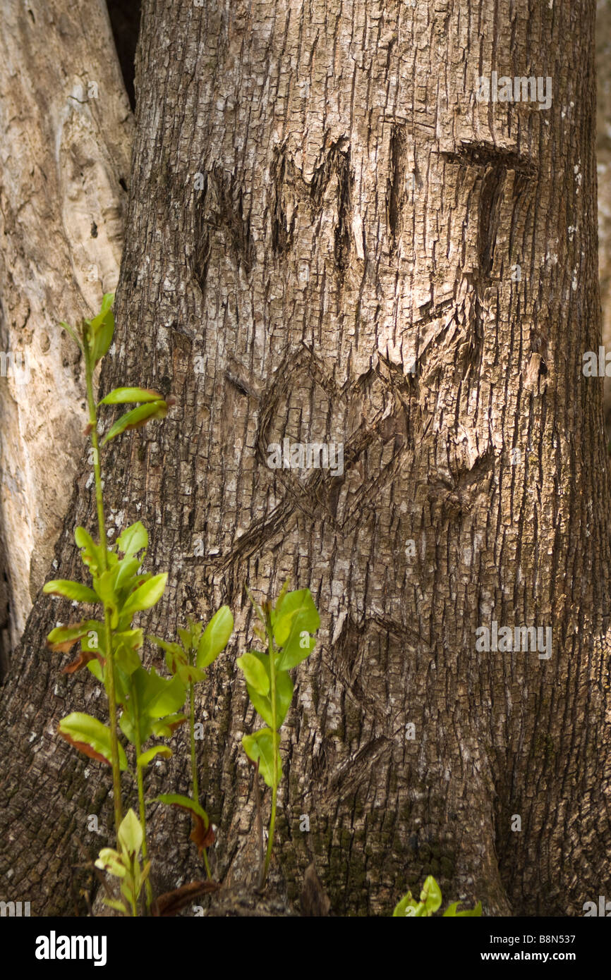 India Andaman and Nicobar Havelock island Radha Nagar coastal forest name carved into tree Stock Photo
