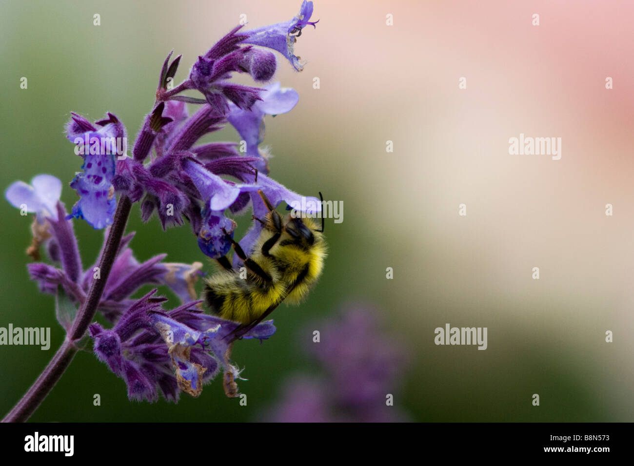 Green bee on purple flower hi-res stock photography and images - Alamy