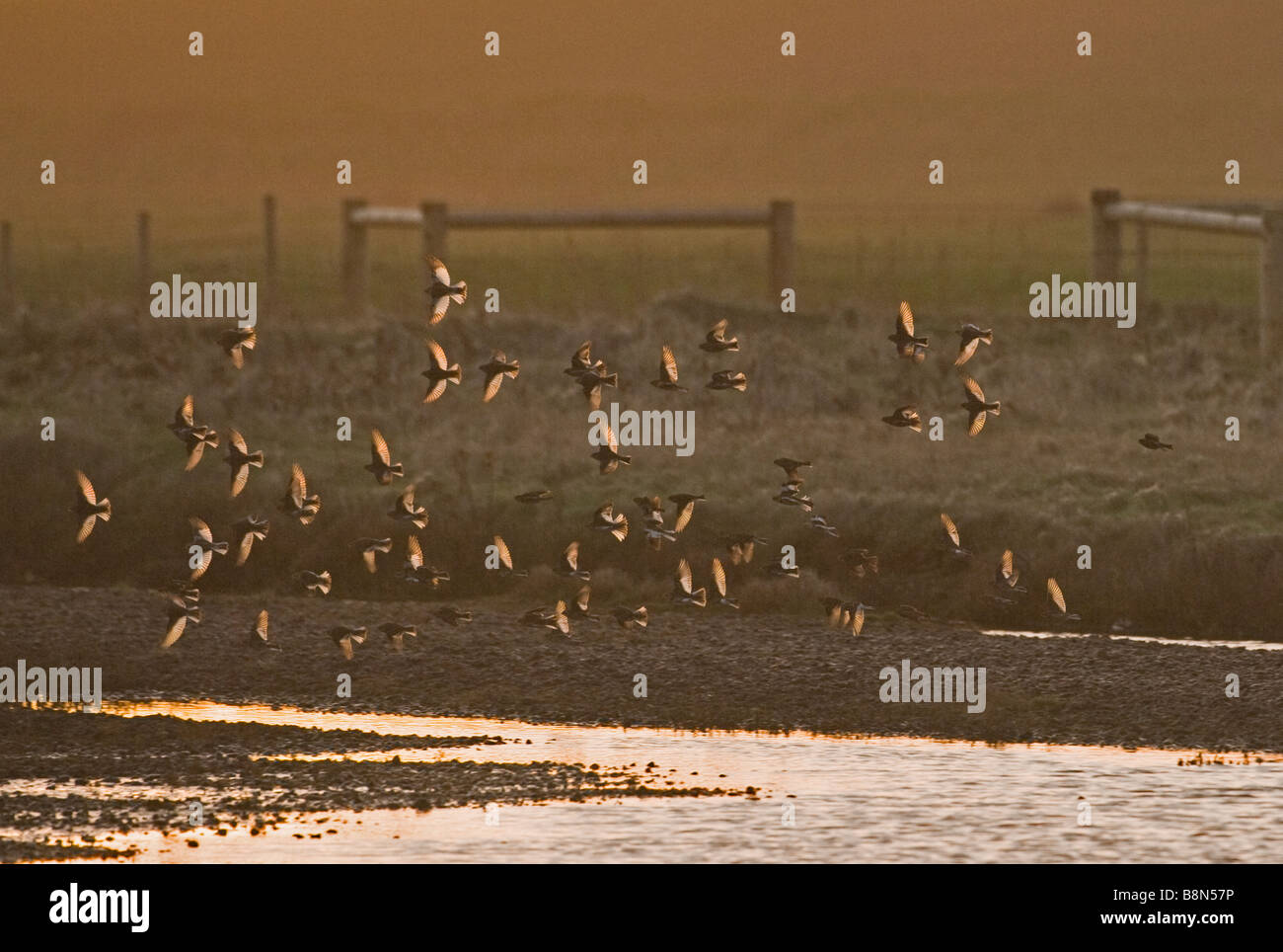 Snow Buntings Plectrophenax nivalis Salthouse Norfolk winter Stock Photo