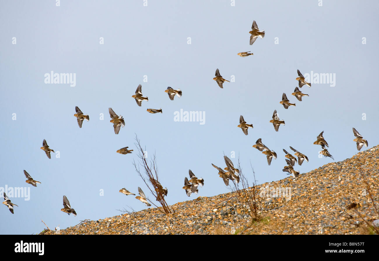 Snow Buntings Plectrophenax nivalis Salthouse Norfolk winter Stock Photo