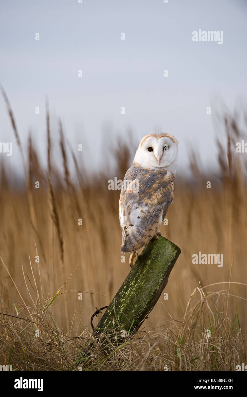 Barn Owl Tyto alba Cley Norfolk winter Stock Photo