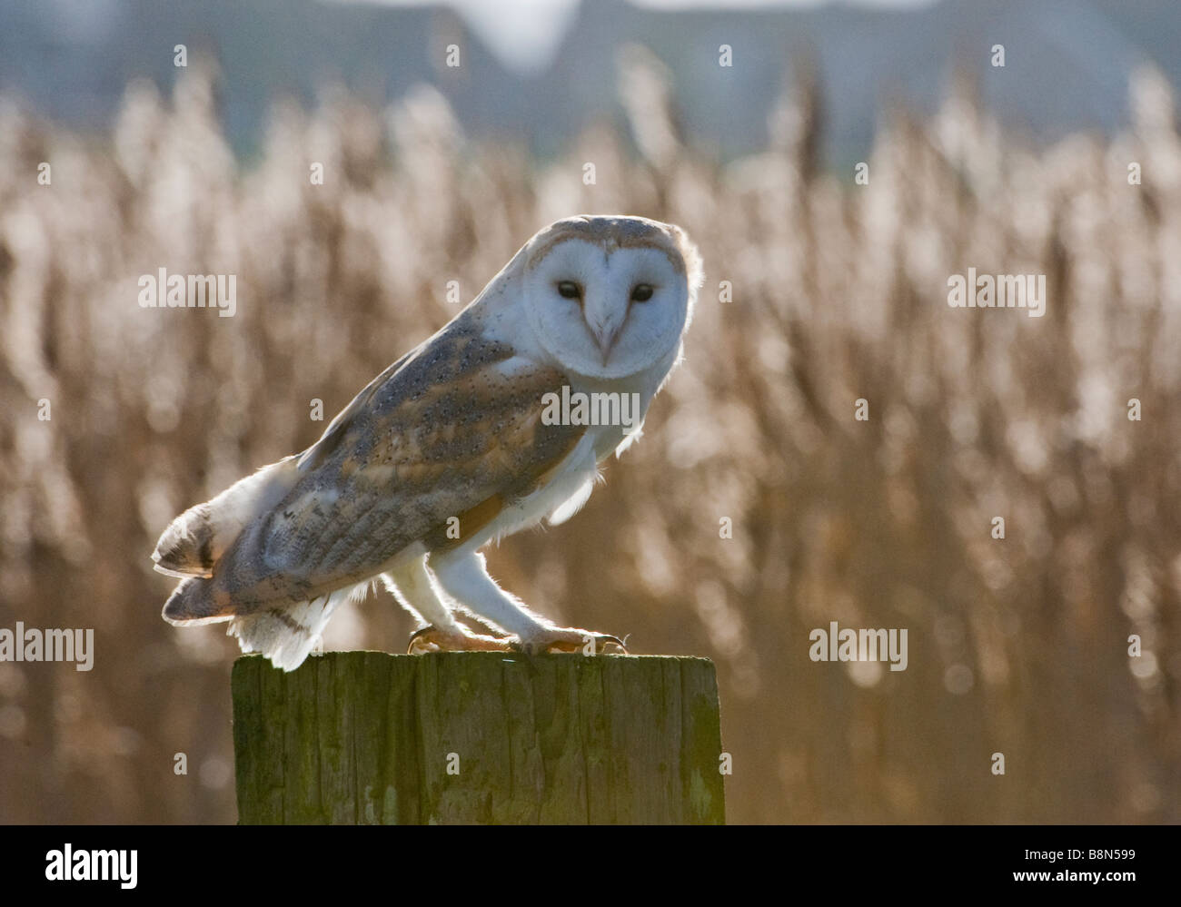 Barn Owl Tyto alba Cley Norfolk winter Stock Photo