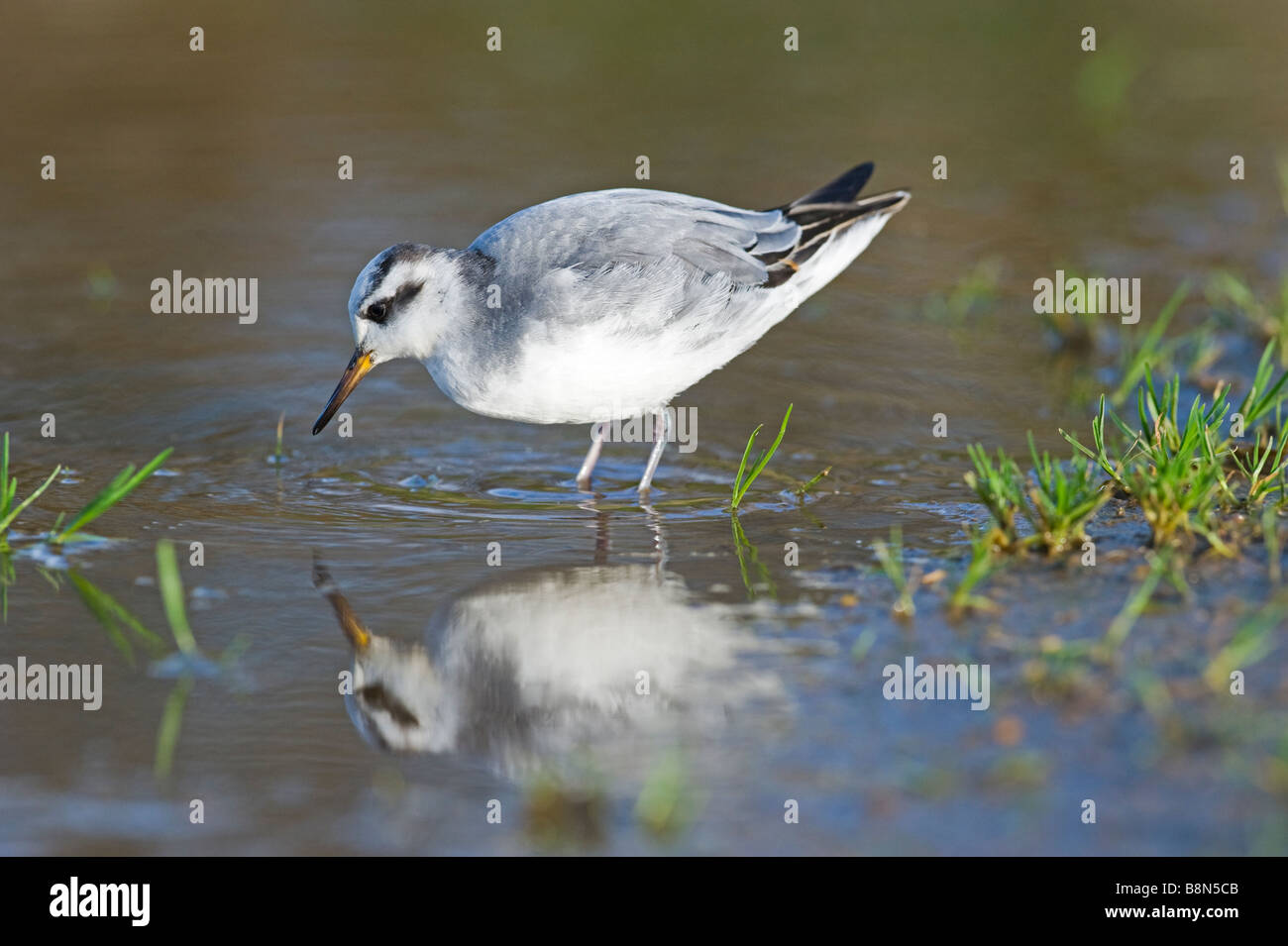 Grey Phalarope Phalaropus fulicarius Winterton Norfolk January Stock Photo