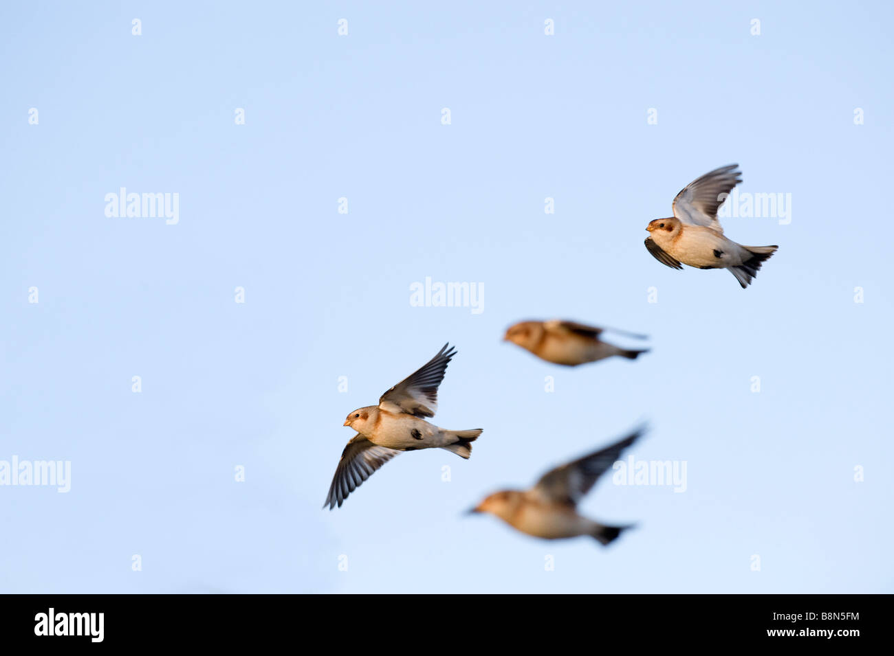 Snow Buntings Plectrophenax nivalis in winter Salthouse Norfolk Stock Photo