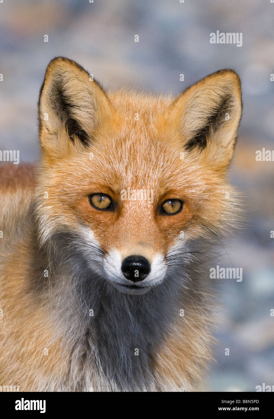 Red Fox Vulpes vulpes Hokkaido Japan Stock Photo