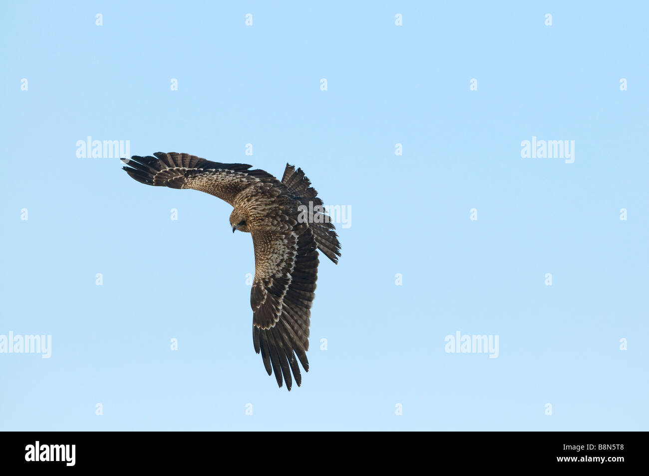 Black Kite Milvus migrans Hokkaido Japan winter Stock Photo