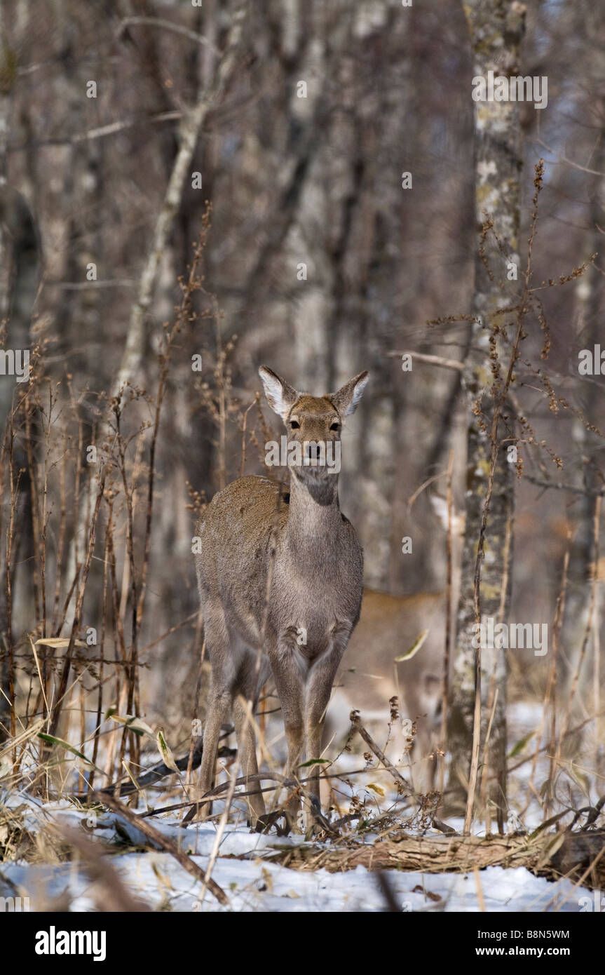 Sika Deer Cervus nippon Hokkaido Japan winter Stock Photo