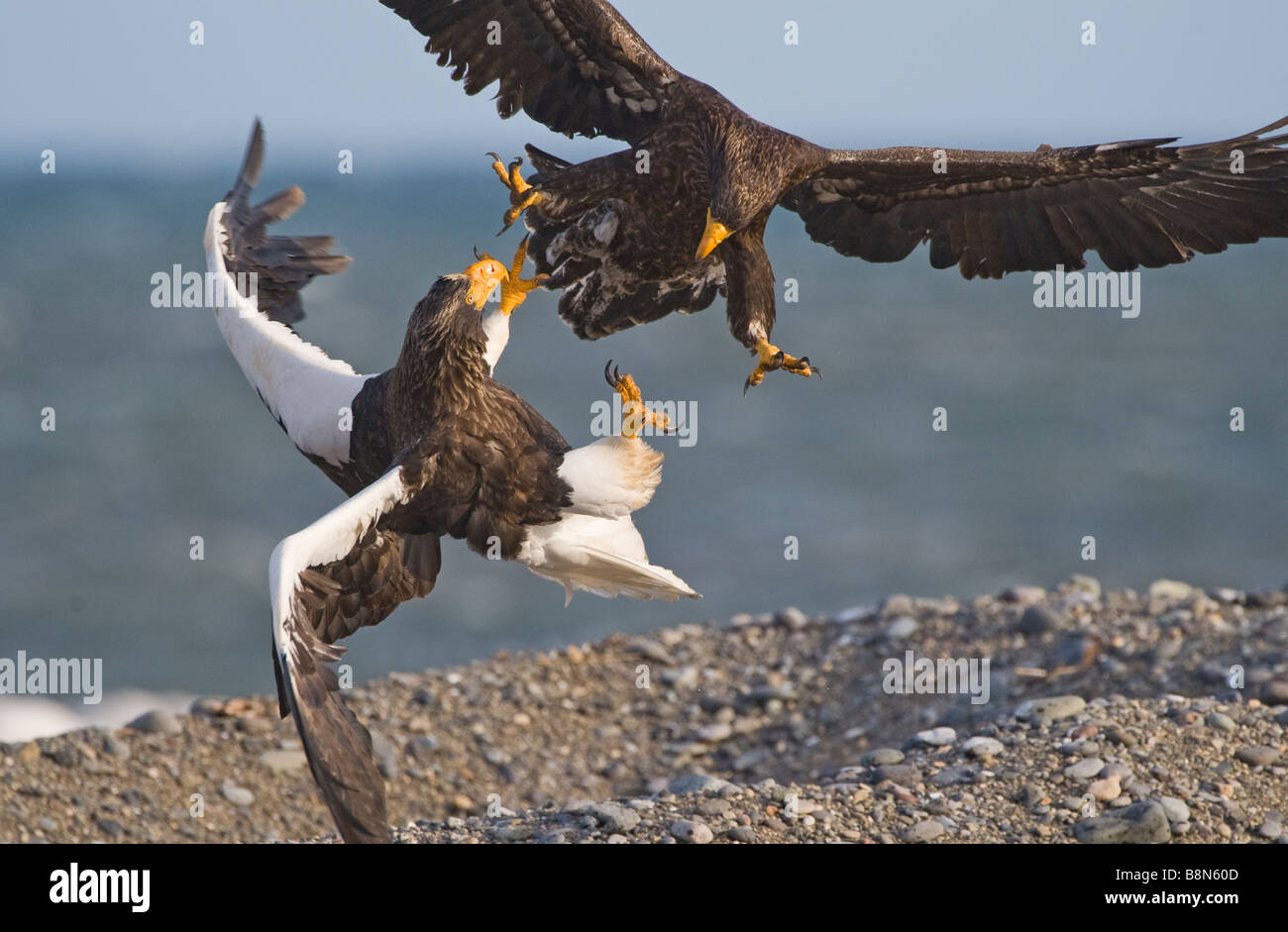 Steller s Eagles Haliaeetus pelagicus adult and immature fighting over carcass Shiretoko Peninsula Hokkaido Japan February Stock Photo