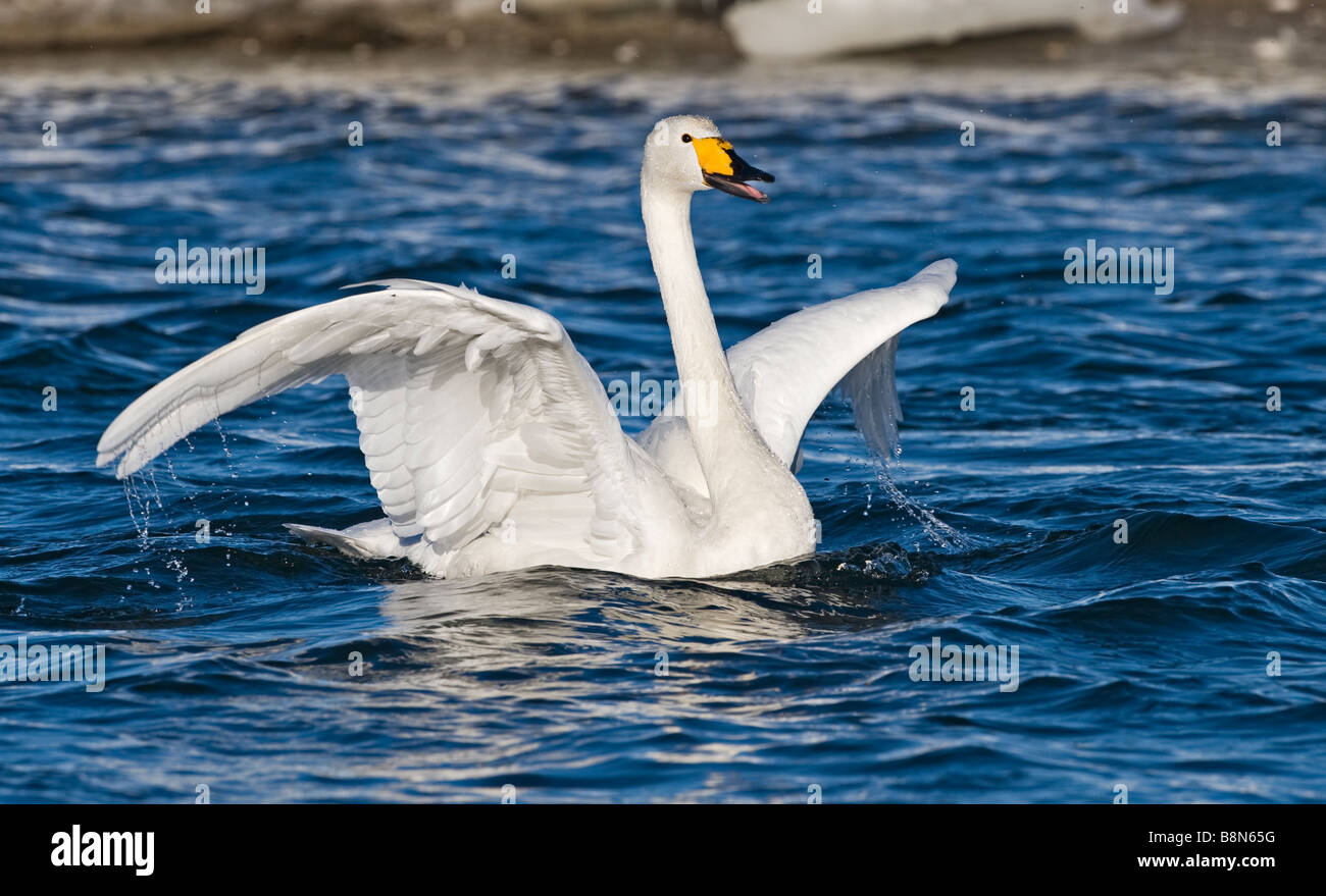 Whooper Swan Cygnus cygnus Hokkaido Japan winter Stock Photo