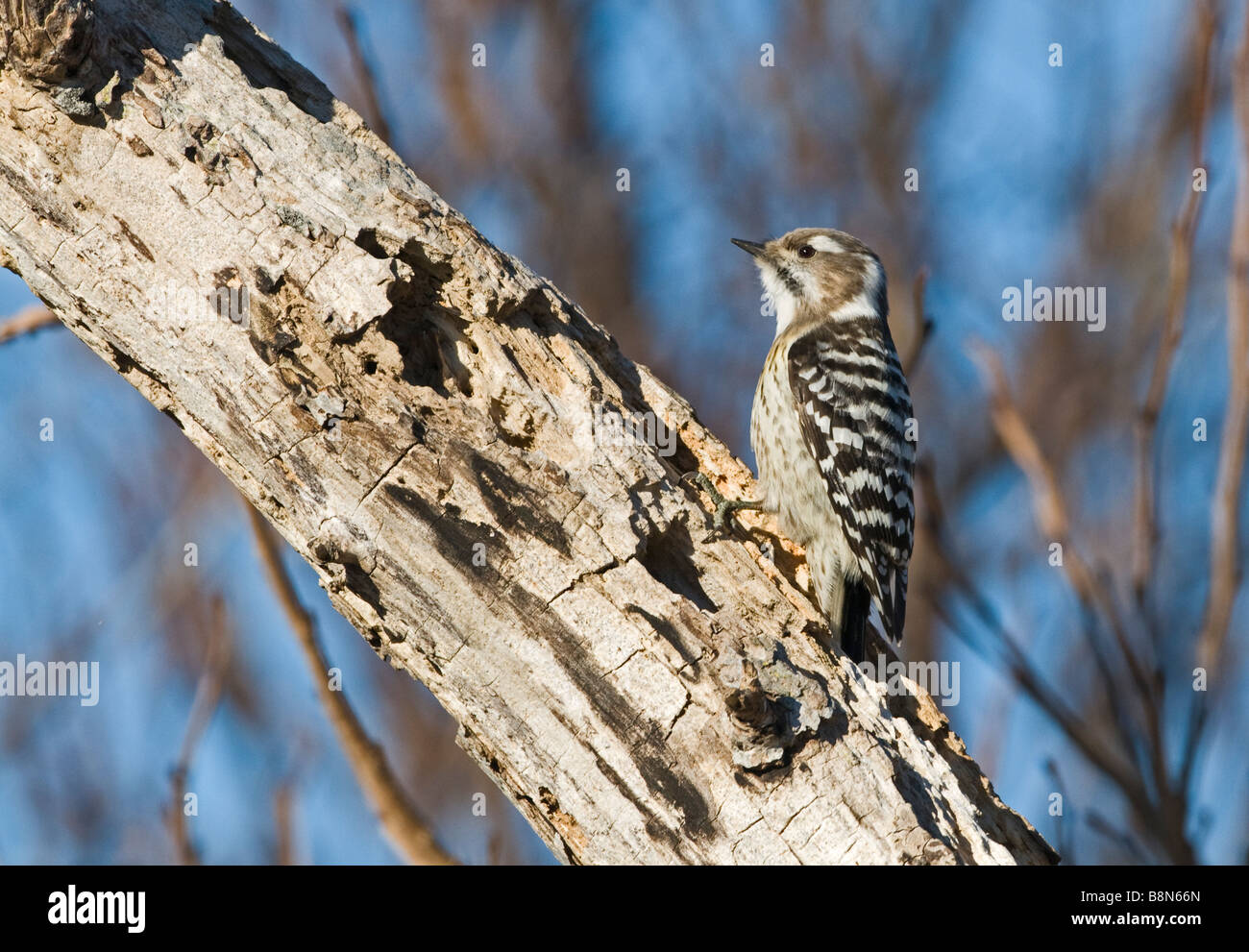 Japanese Pygmy Woodpecker Dendrocopos kizuki nippon Hokkaido Japan Stock Photo