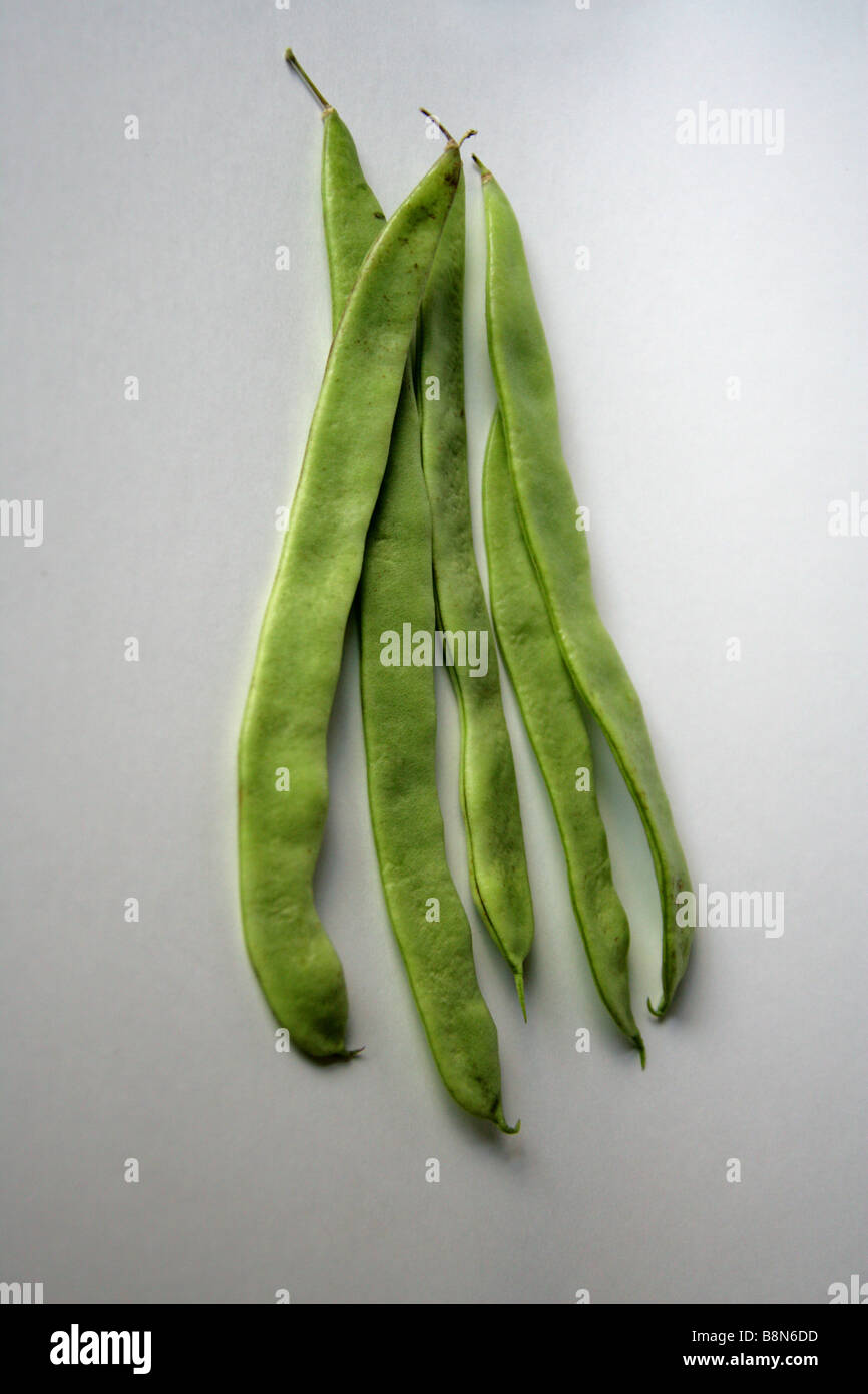 Runner Beans, Phaseolus coccineus, Fabaceae Stock Photo