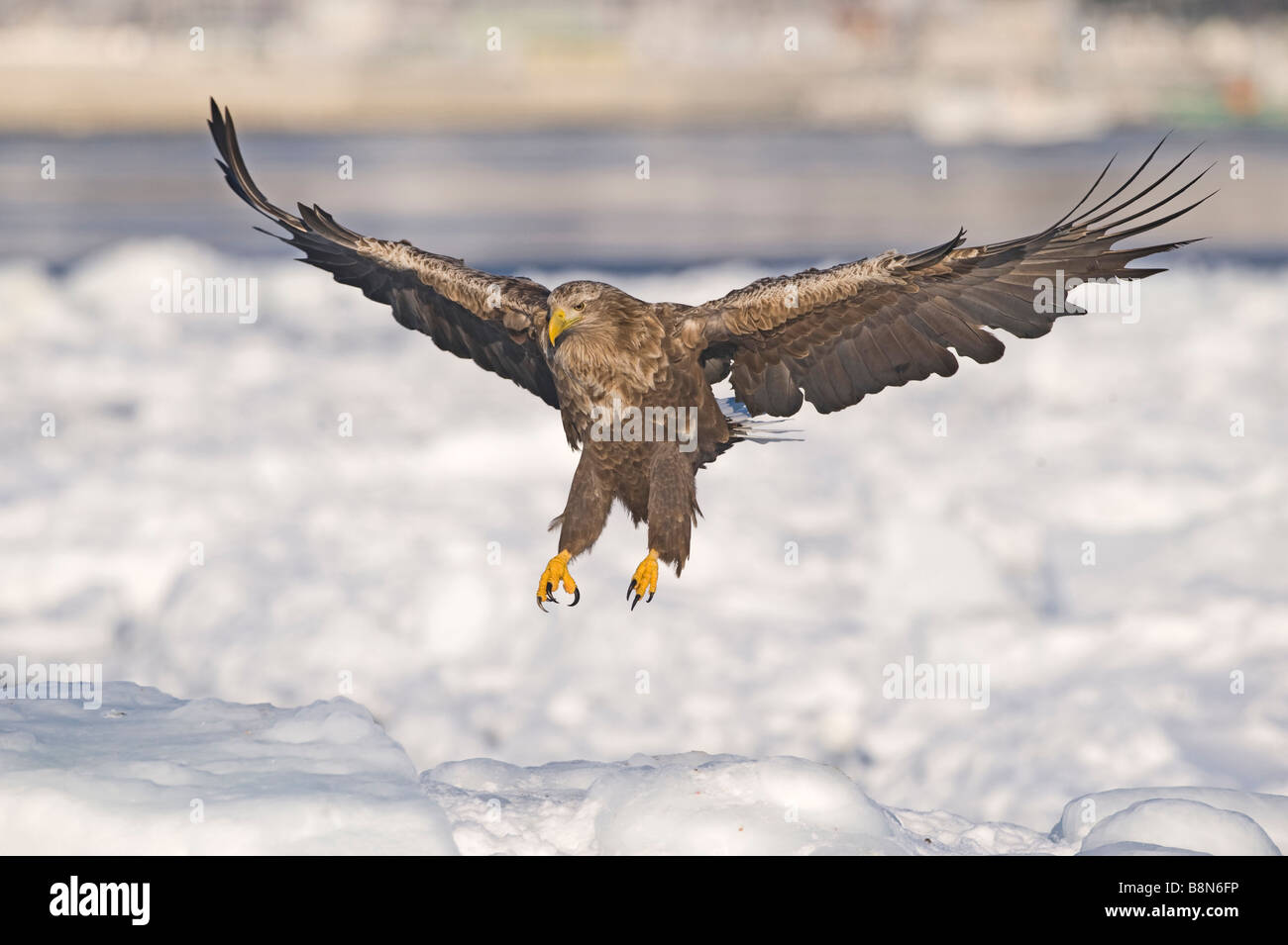 White tailed eagle sea hi-res stock photography and images - Alamy