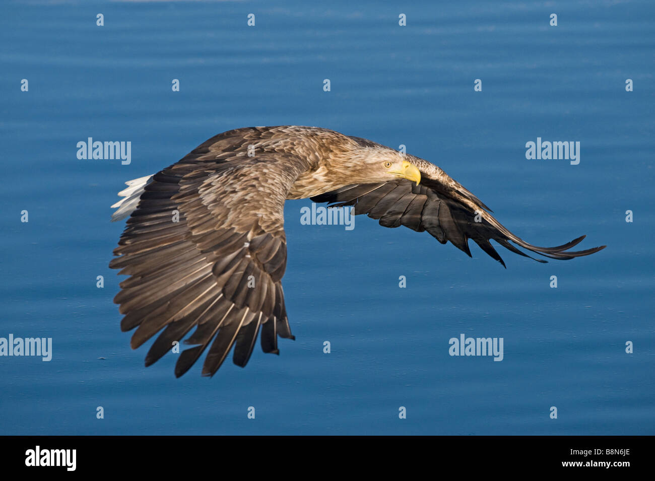White tailed Eagle Sea Eagle Haliaeetus albicilla Norway Stock Photo