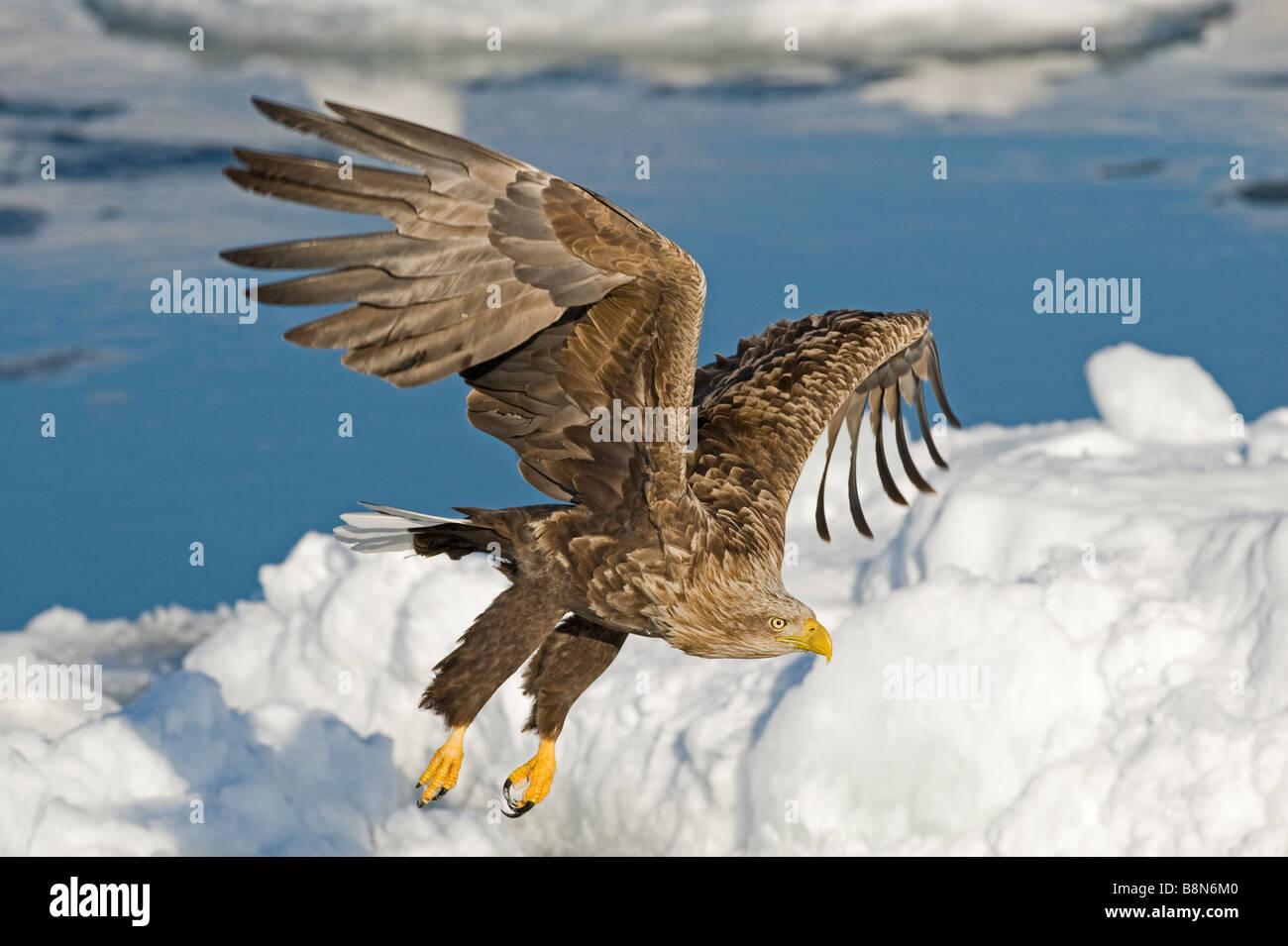 White tailed eagle japan hi-res stock photography and images - Alamy