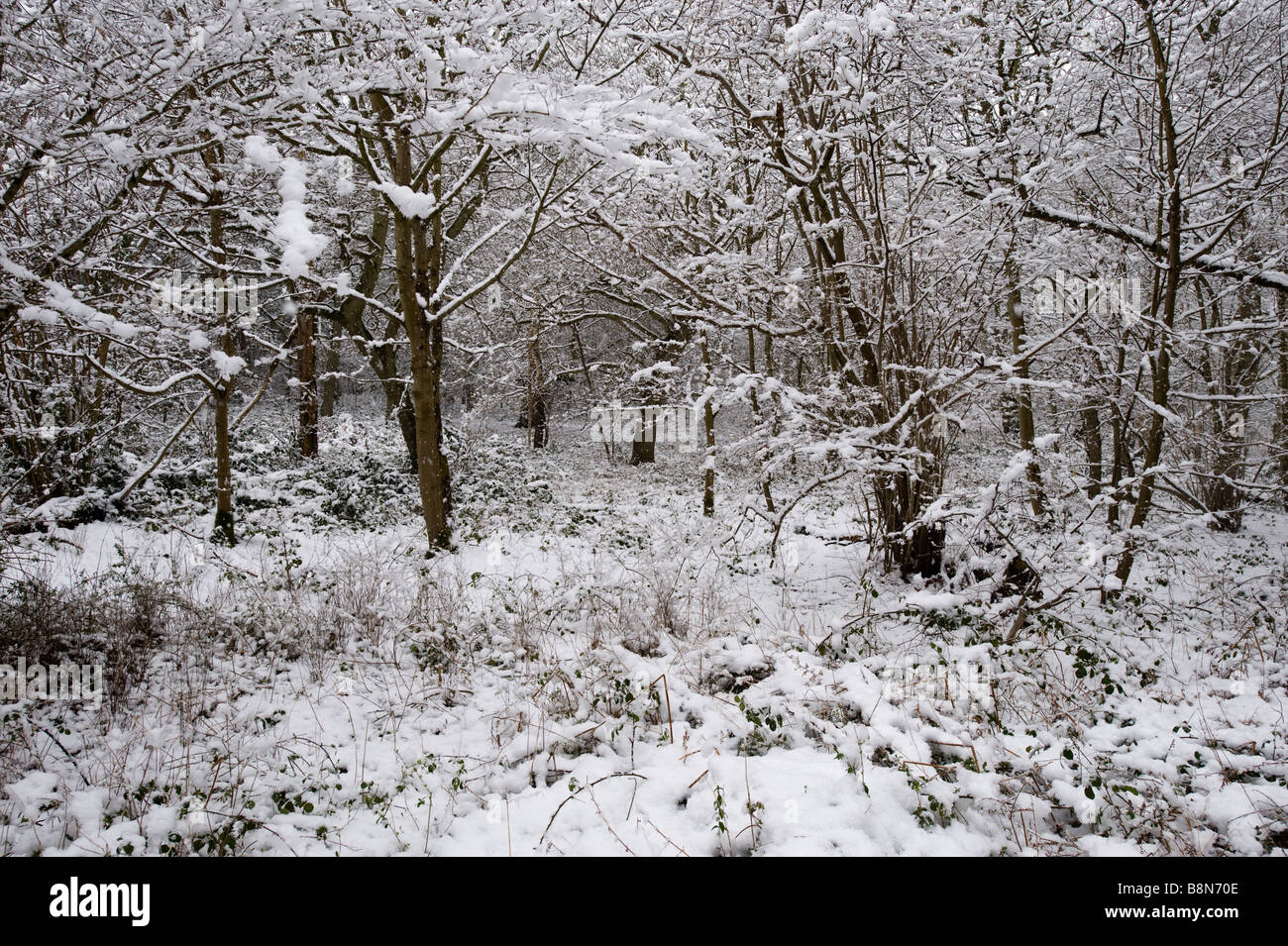 Deciduous woodland in winter Kelling Norfolk Stock Photo