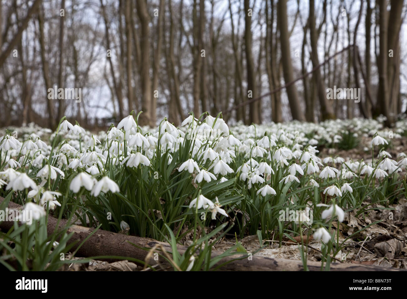 low angle close up shot of snowdrops in a wood Stock Photo