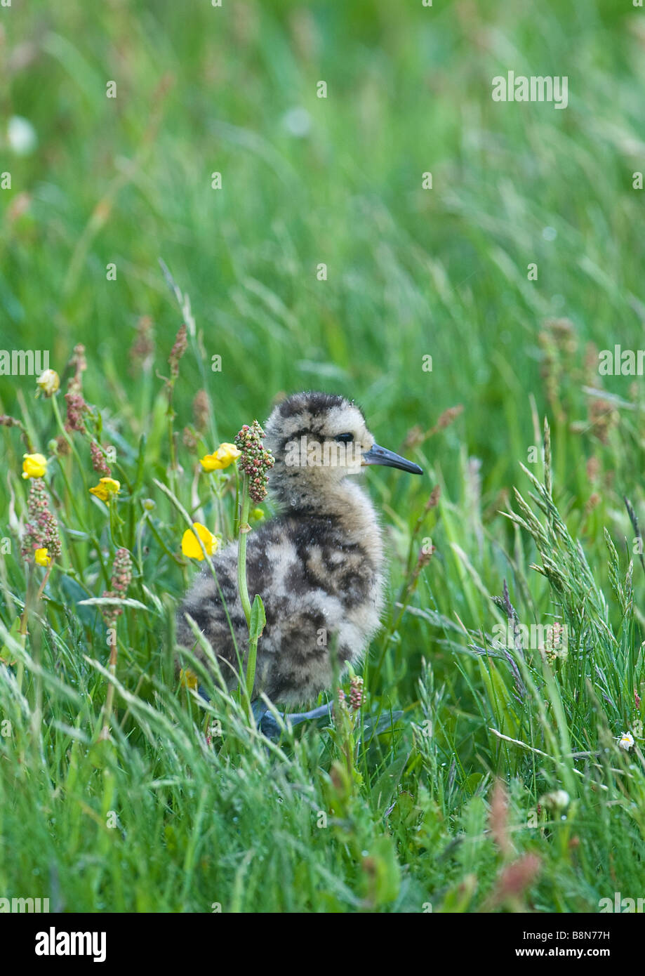 Curlew Numenius arquata chick Shetland June Stock Photo