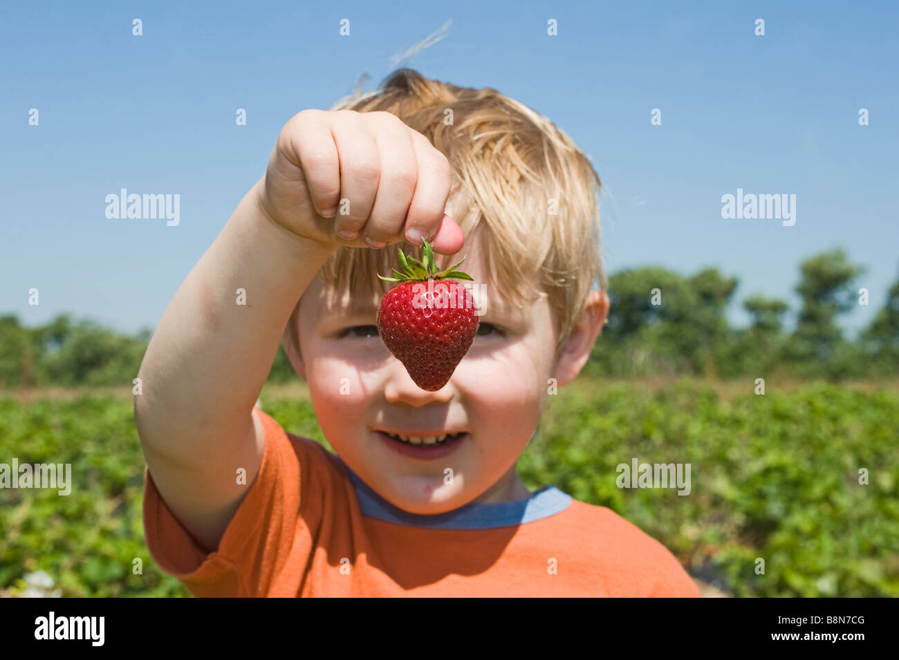 Toddler with strawberry at fruit farm Kent Stock Photo - Alamy