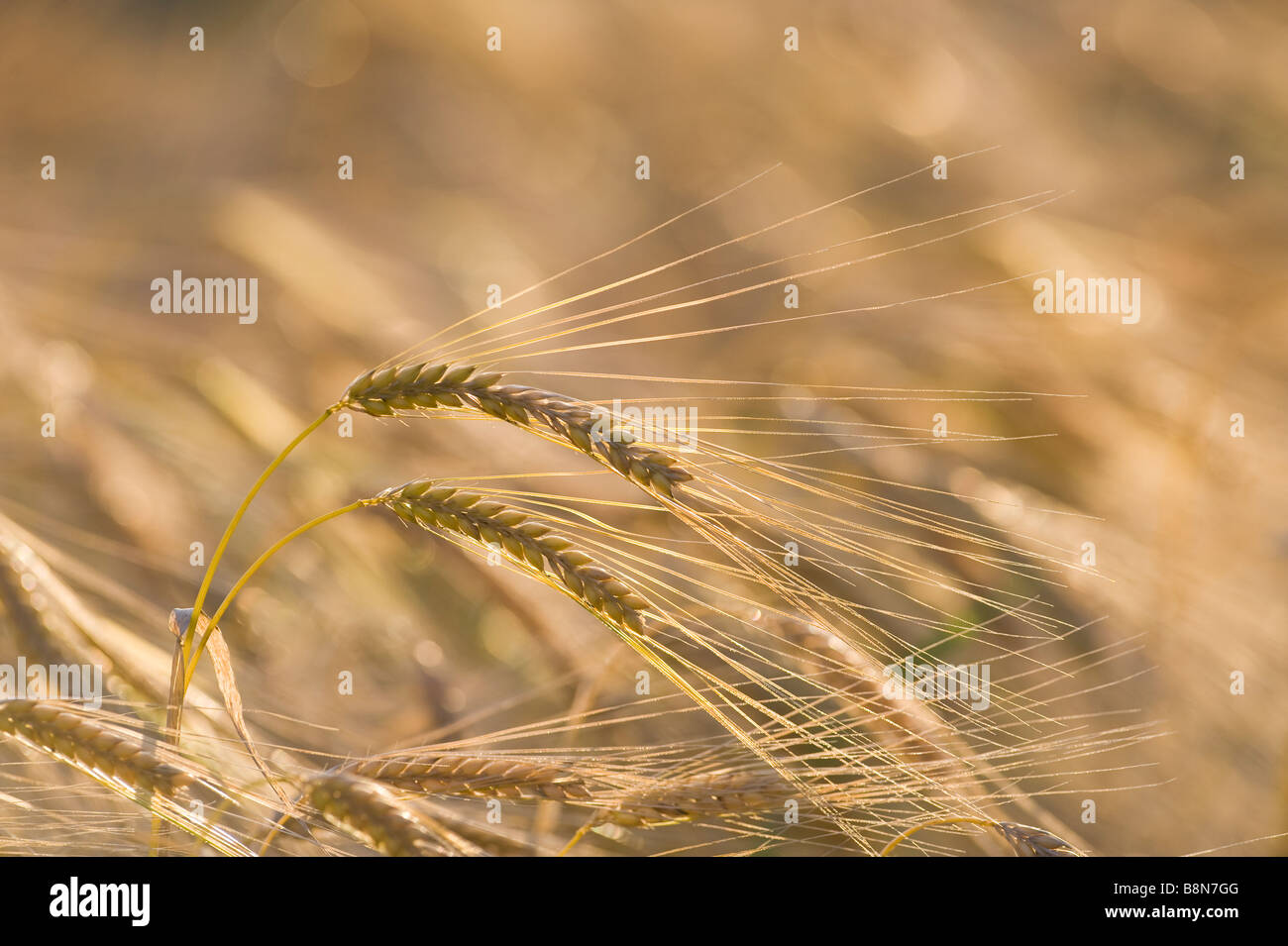 Barley ready for harvesting Norfolk July Stock Photo