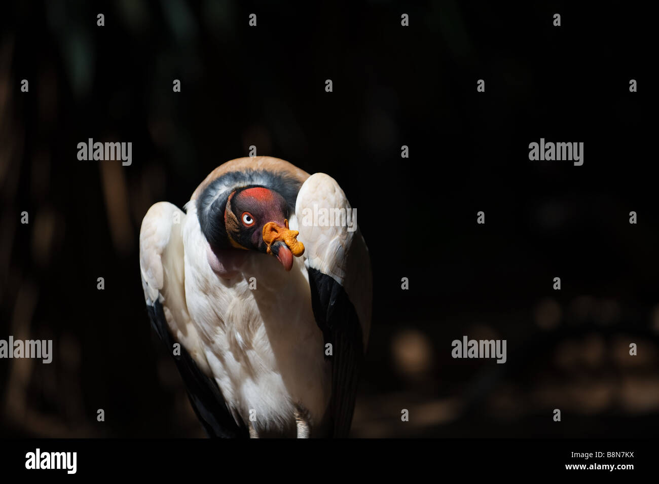 Stock photo of Head portrait of King vulture (Sarcoramphus papa) calling in  the rain. Available for sale on